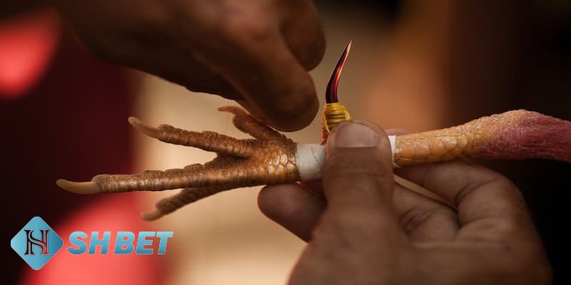 các hình thức đá gà hiện nay