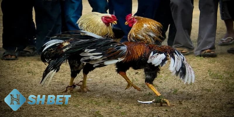 đá gà cựa dao đá gà cựa dao