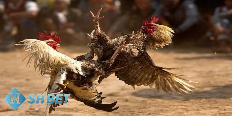 trực tiếp đá gà Mỹ