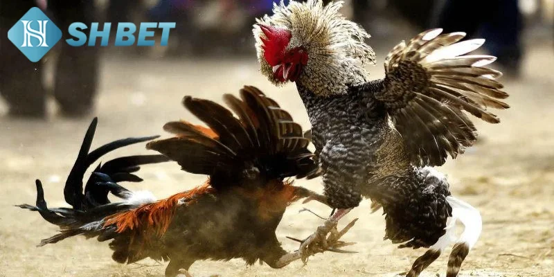 Giới thiệu vài nét khái quát về đá gà cựa sắt Thomo