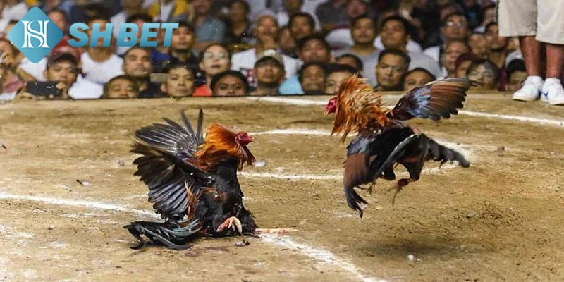 Một vài kiến thức khái quát về bộ môn gà lai đấu trí